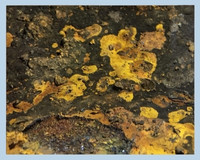 Microbiologically Influenced Corrosion Example